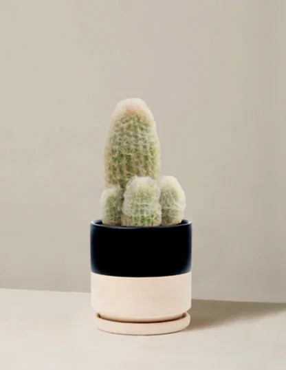 Old Man Cactus