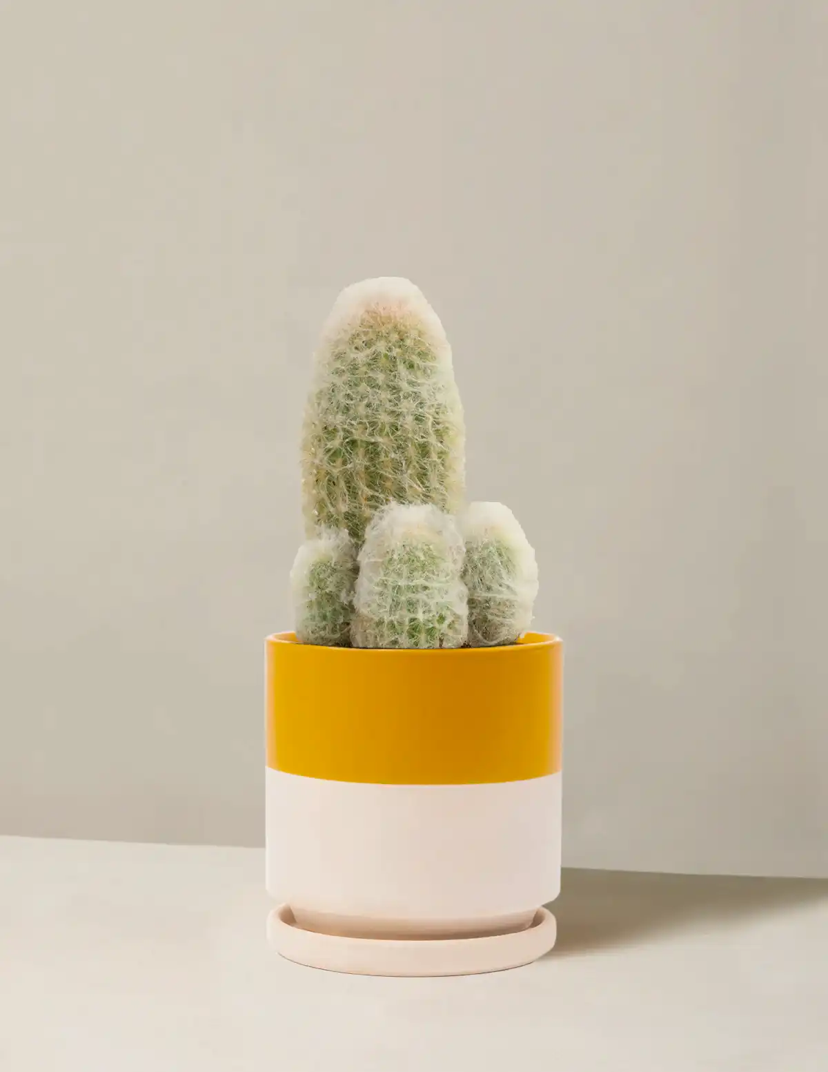 Old Man Cactus