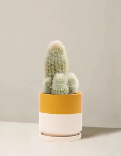 Old Man Cactus