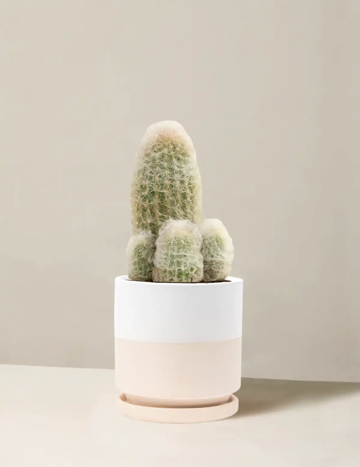 Old Man Cactus