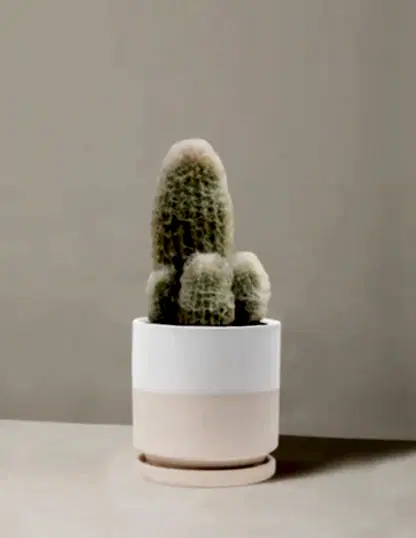 Old Man Cactus