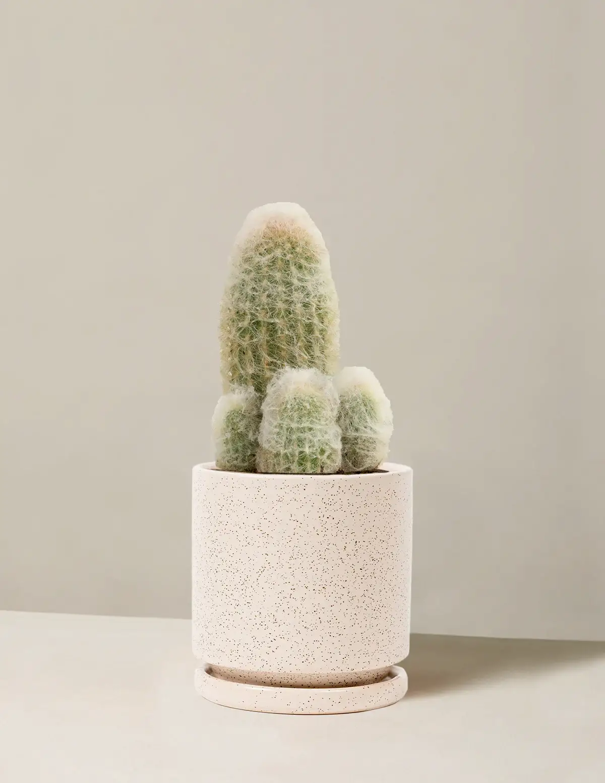 Old Man Cactus