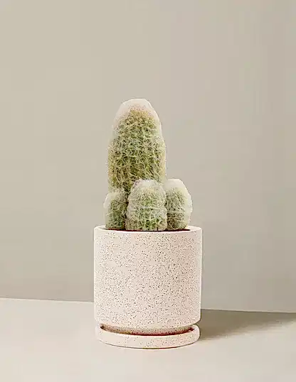 Old Man Cactus