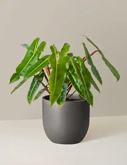 Philodendron Billietiae