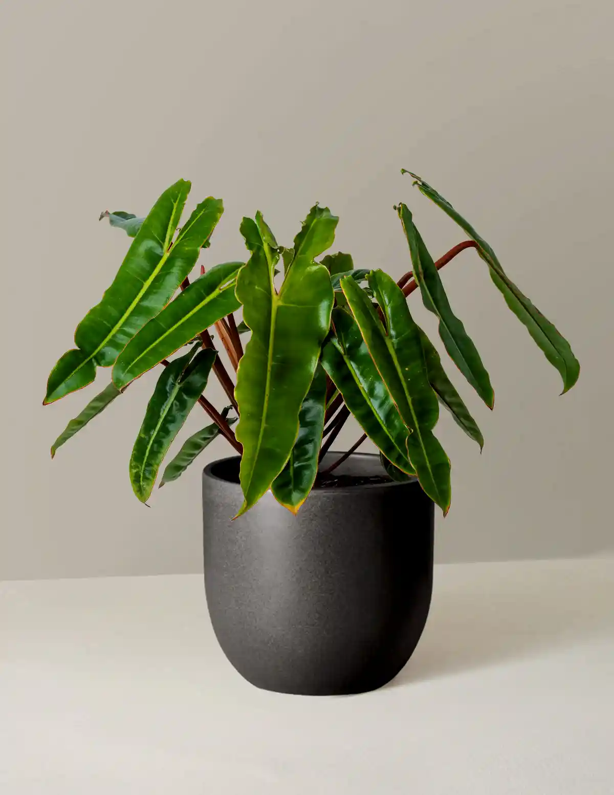 Philodendron Billietiae