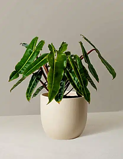 Philodendron Billietiae