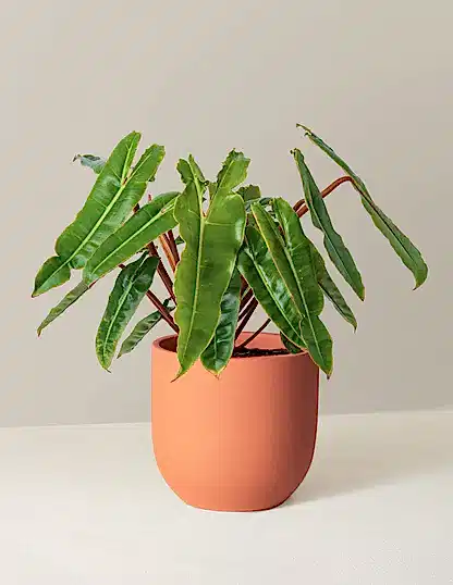 Philodendron Billietiae