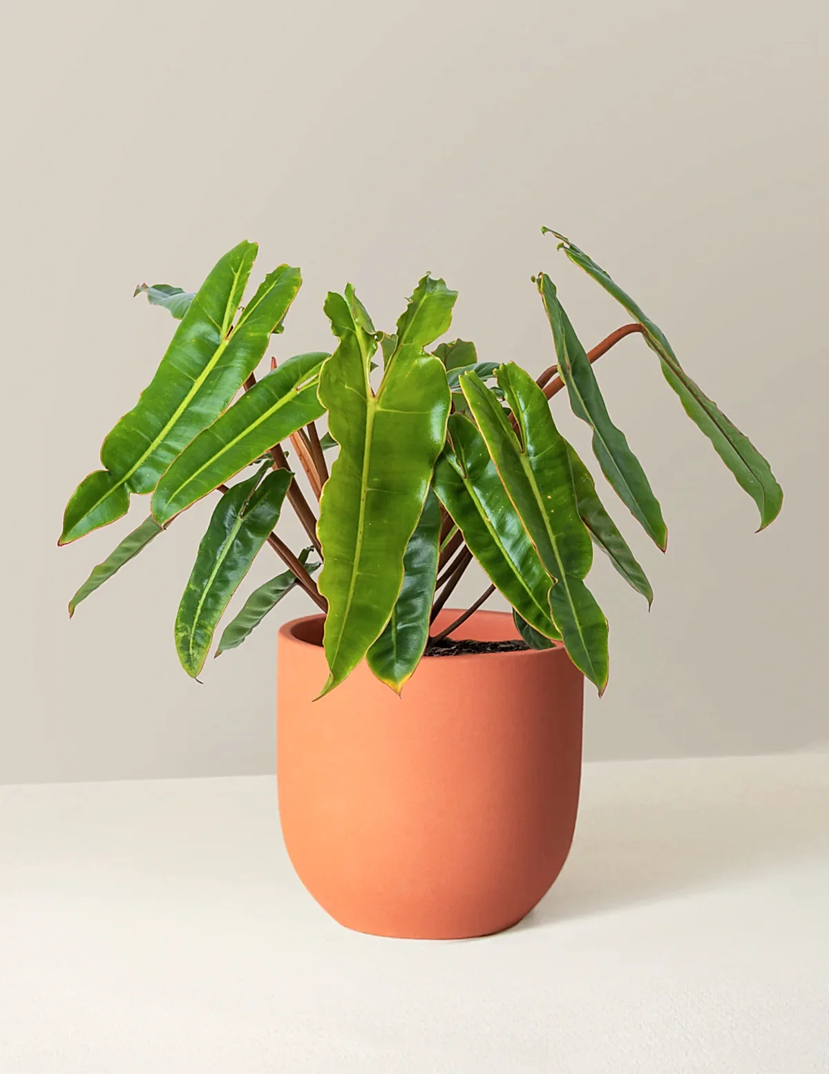 Philodendron Billietiae