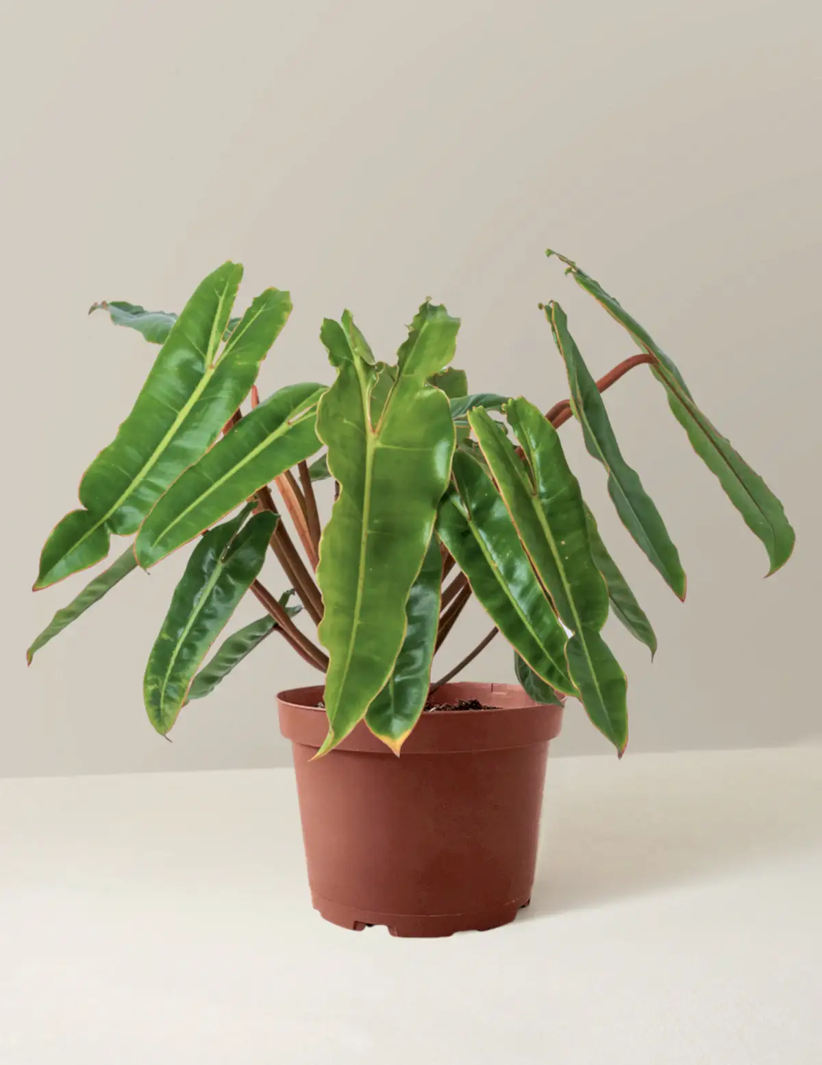 Philodendron Billietiae