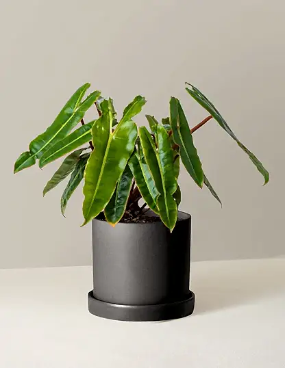 Philodendron Billietiae