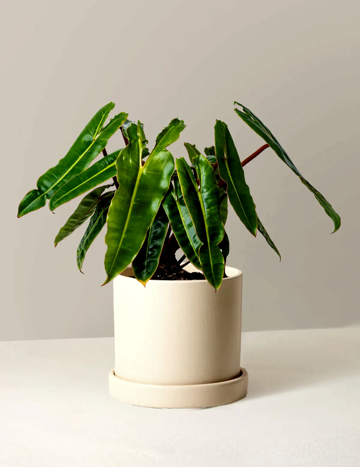 Philodendron Billietiae