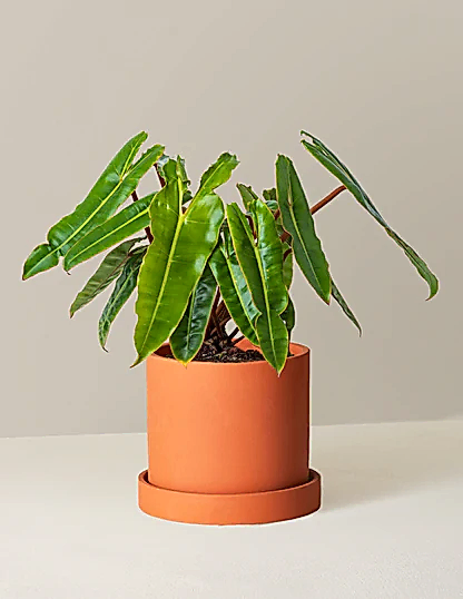 Philodendron Billietiae