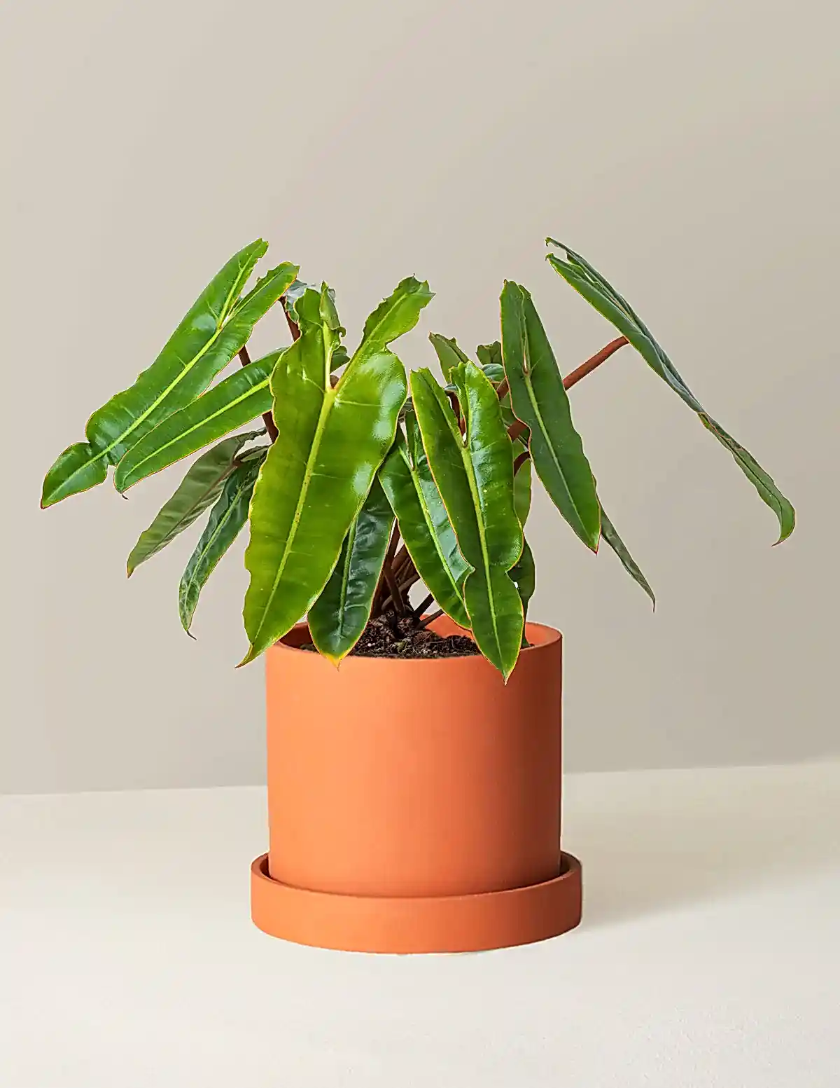 Philodendron Billietiae