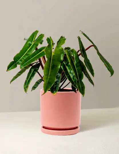 Philodendron Billietiae