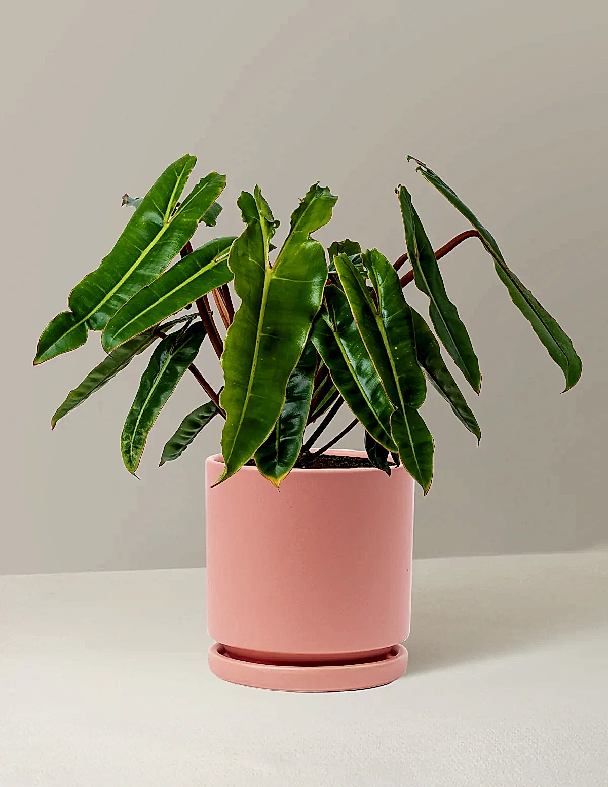 Philodendron Billietiae