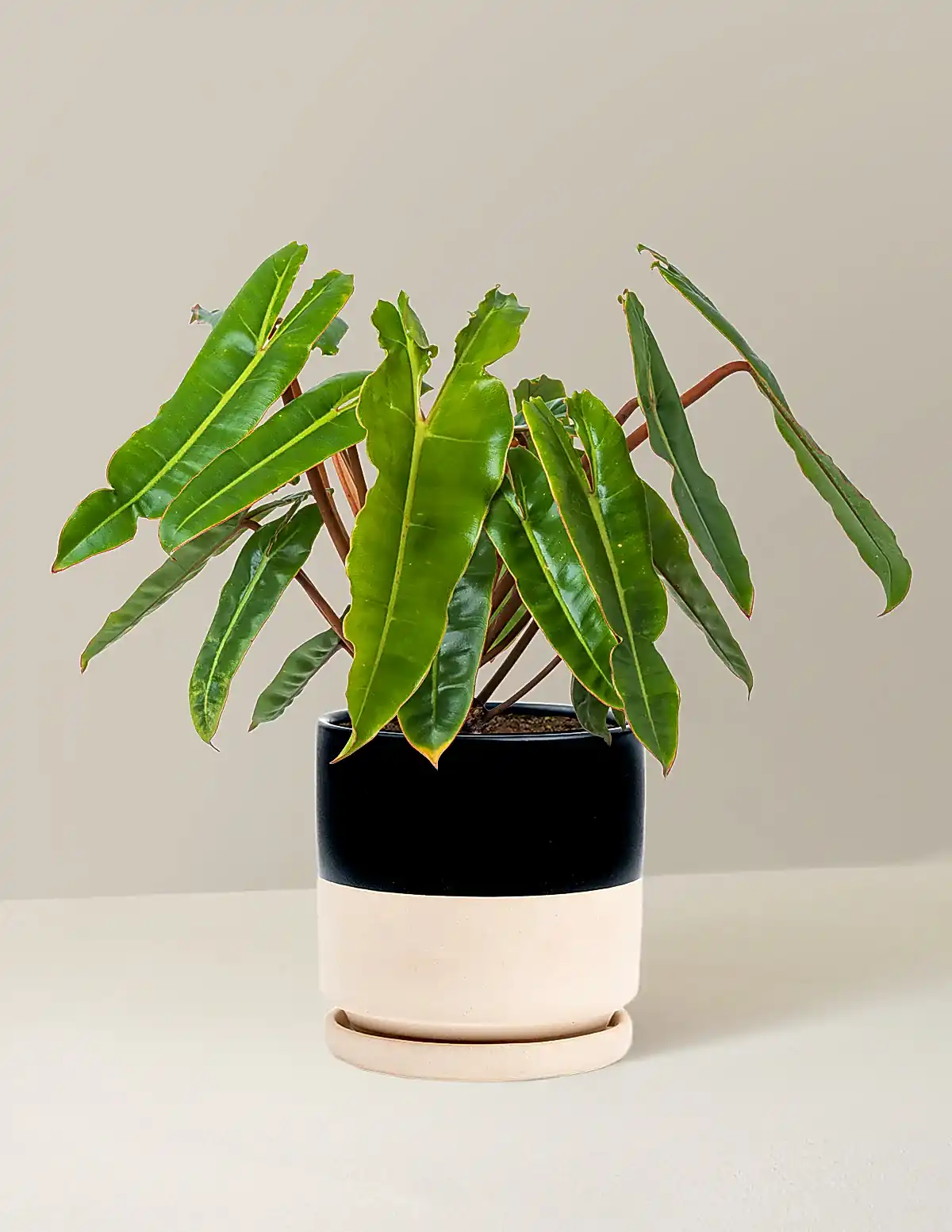 Philodendron Billietiae