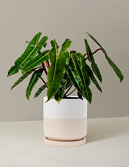 Philodendron Billietiae