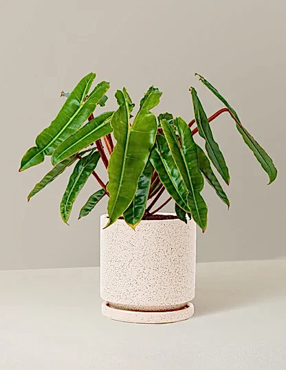 Philodendron Billietiae