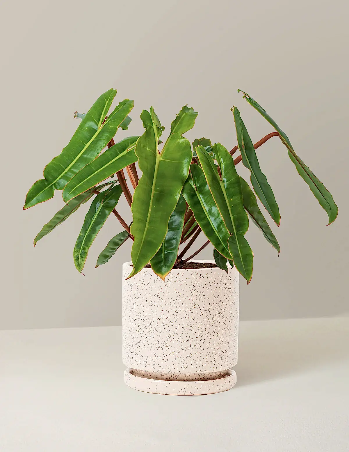 Philodendron Billietiae