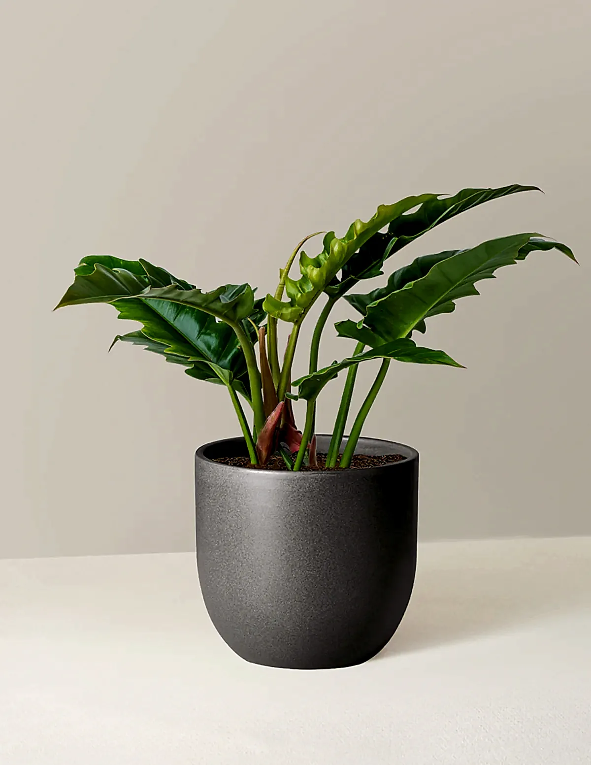 Philodendron Narrow
