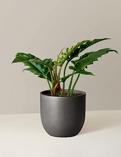 Philodendron Narrow