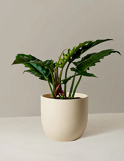 Philodendron Narrow