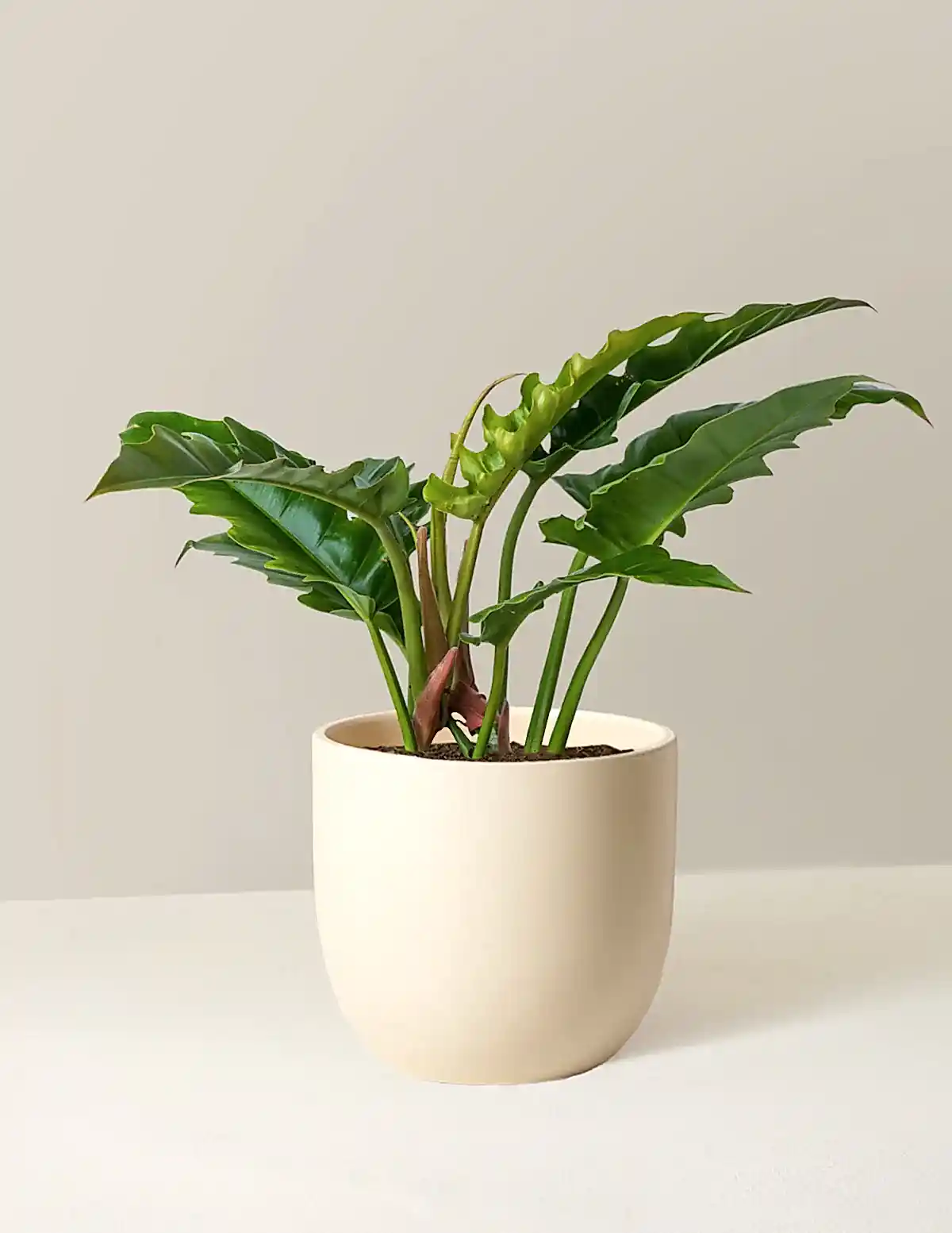 Philodendron Narrow
