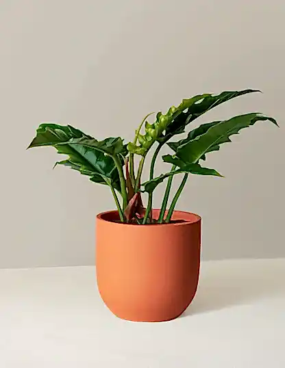 Philodendron Narrow