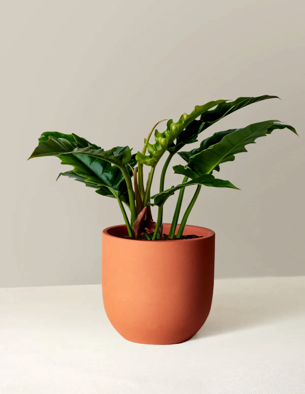 Philodendron Narrow