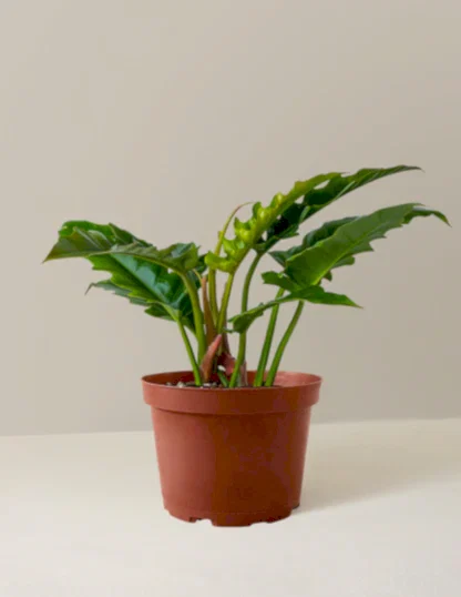 Philodendron Narrow
