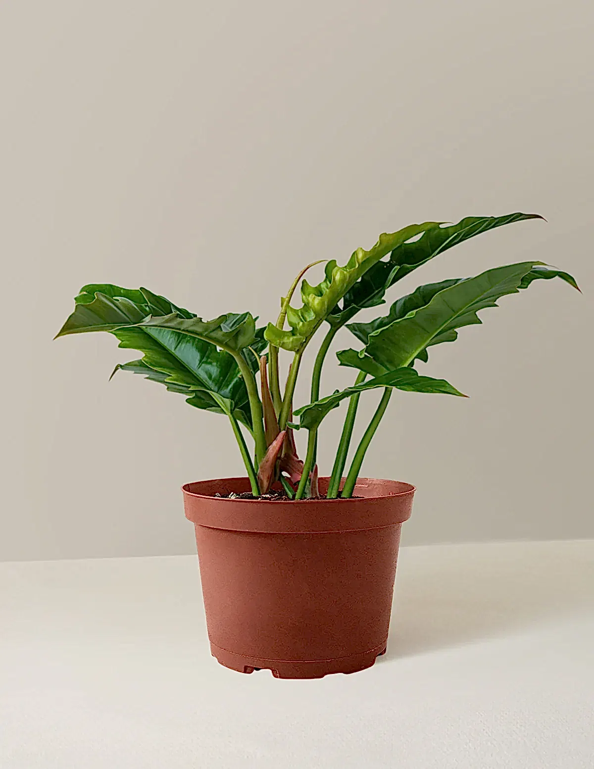 Philodendron Narrow