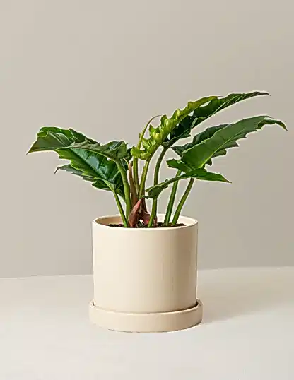 Philodendron Narrow