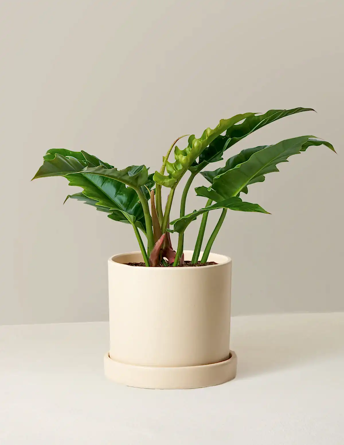 Philodendron Narrow