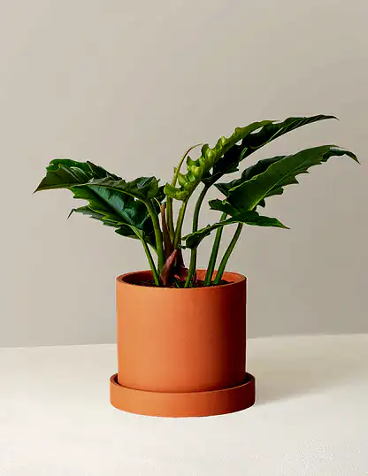 Philodendron Narrow