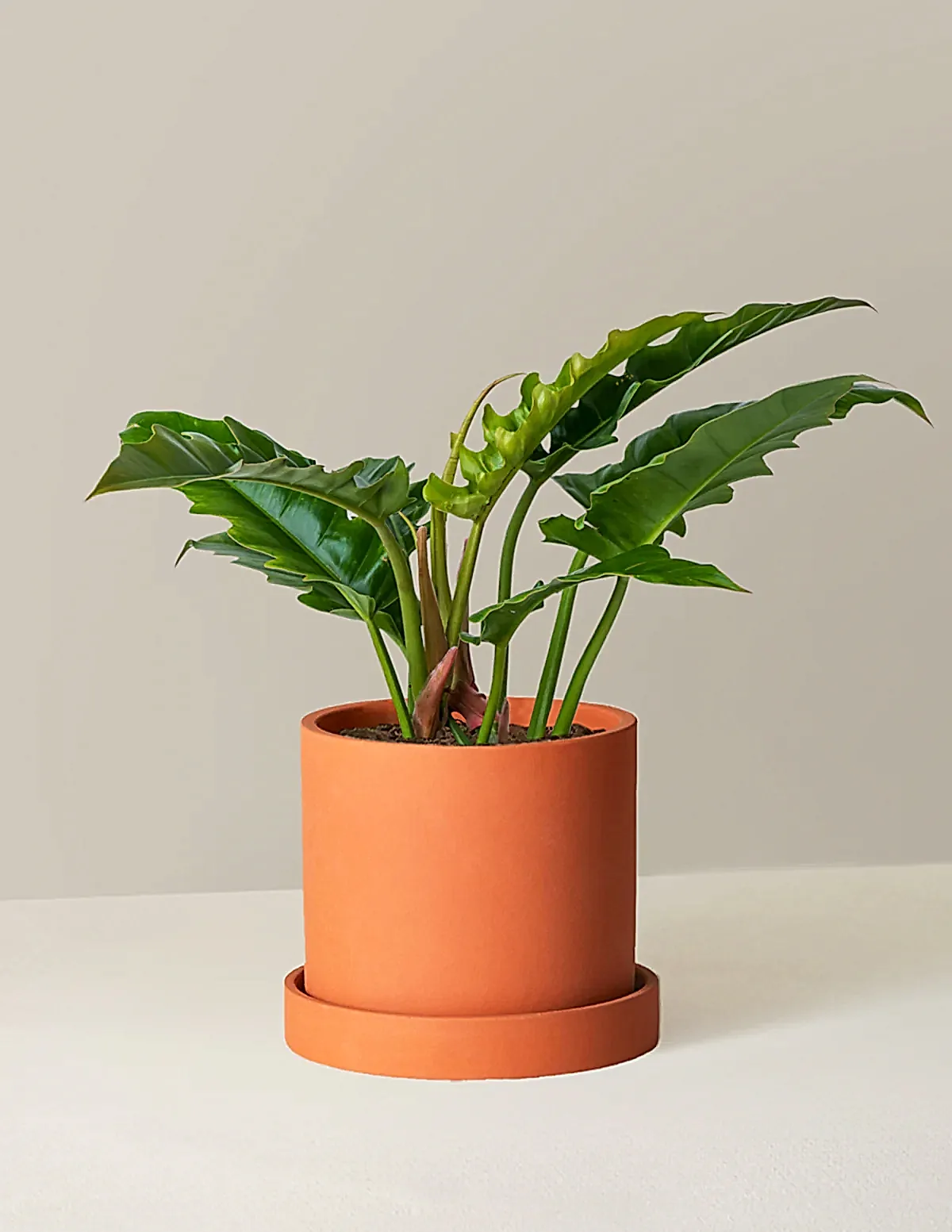 Philodendron Narrow