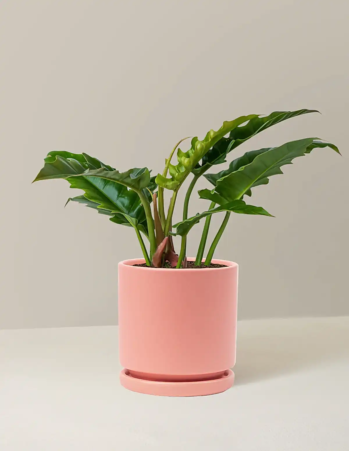 Philodendron Narrow
