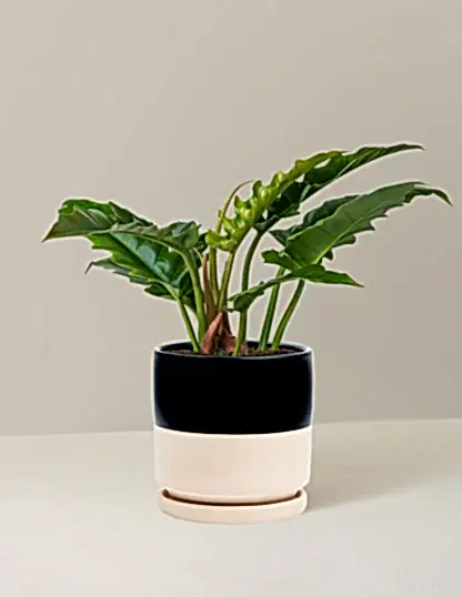 Philodendron Narrow