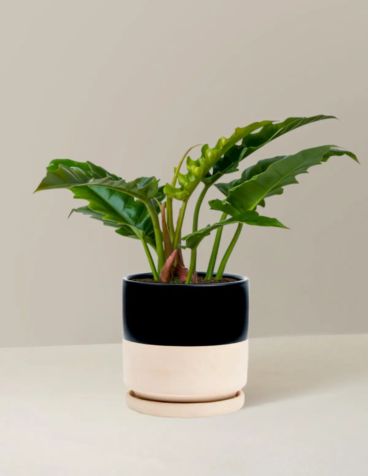 Philodendron Narrow