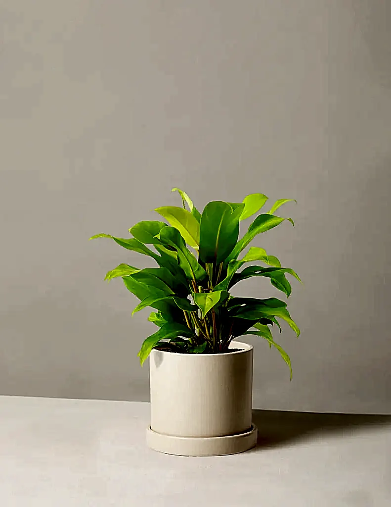 Philodendron Ceylon Beauty