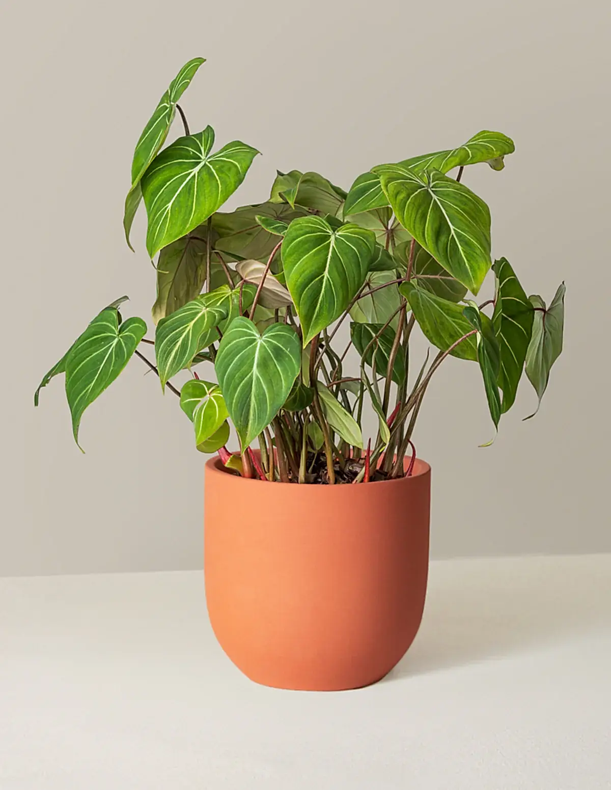 Philodendron Gloriosum