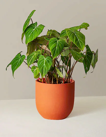 Philodendron Gloriosum