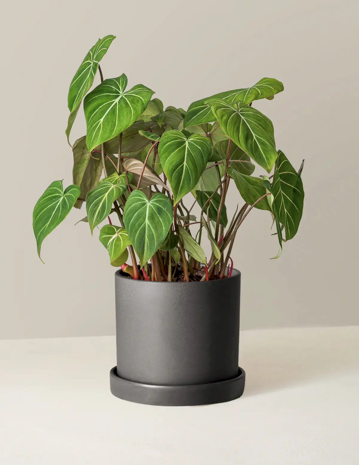 Philodendron Gloriosum