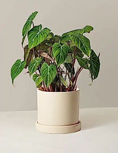 Philodendron Gloriosum
