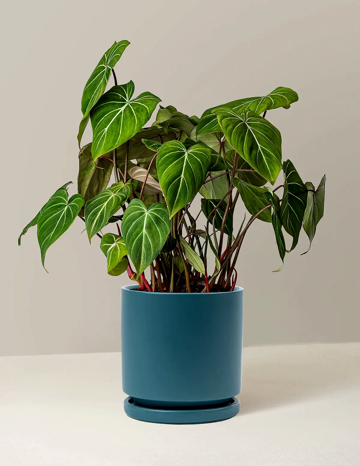 Philodendron Gloriosum