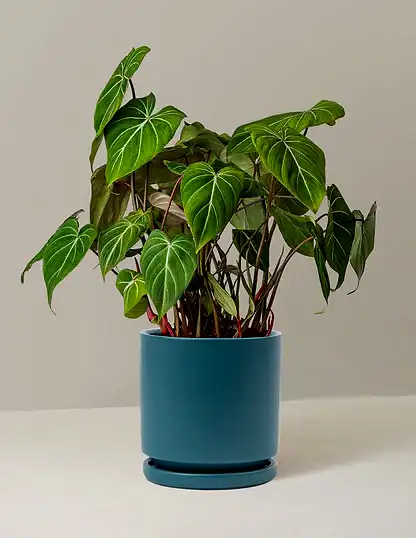 Philodendron Gloriosum