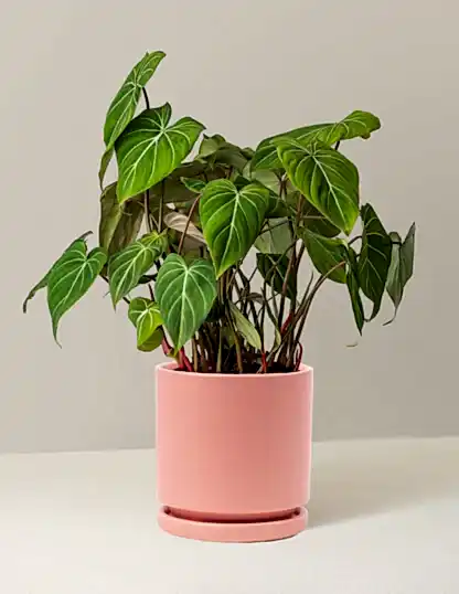 Philodendron Gloriosum