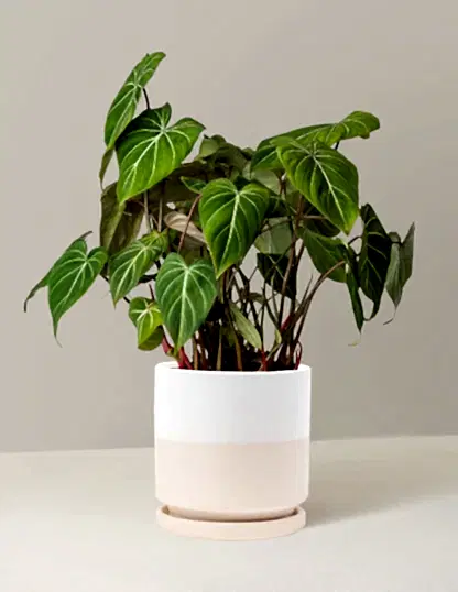 Philodendron Gloriosum