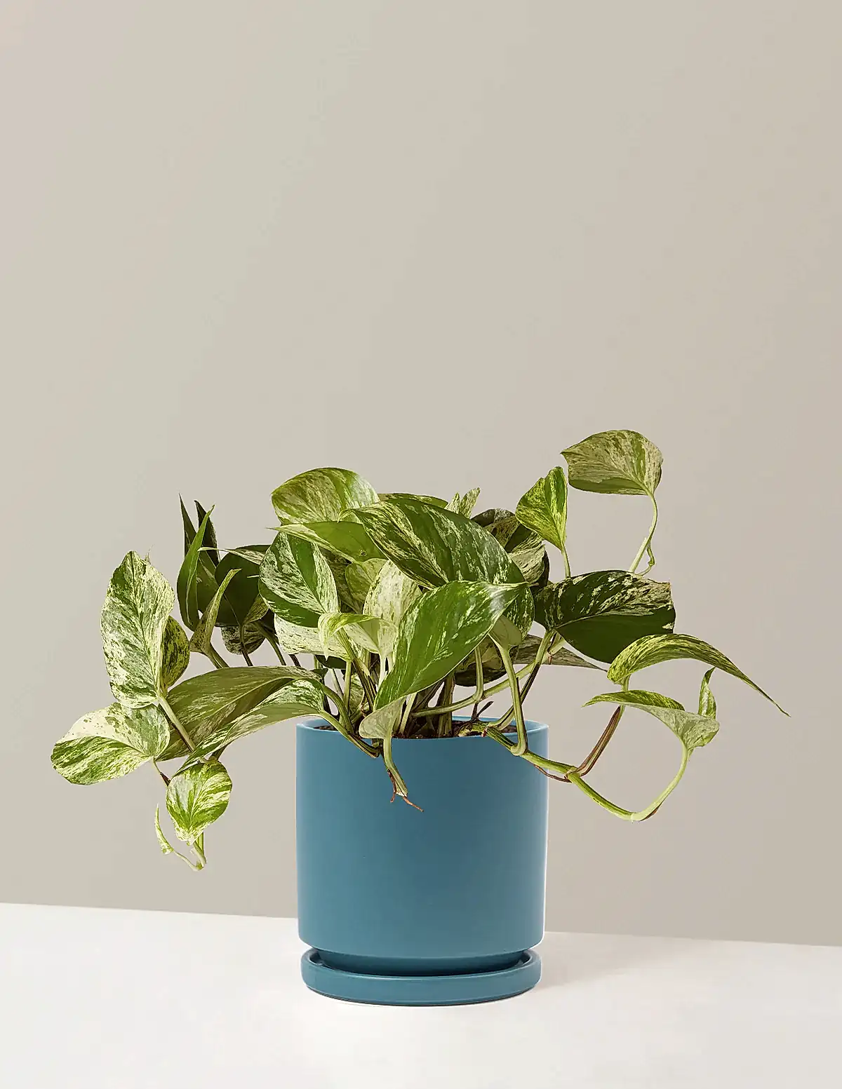 Pothos Marble Queen