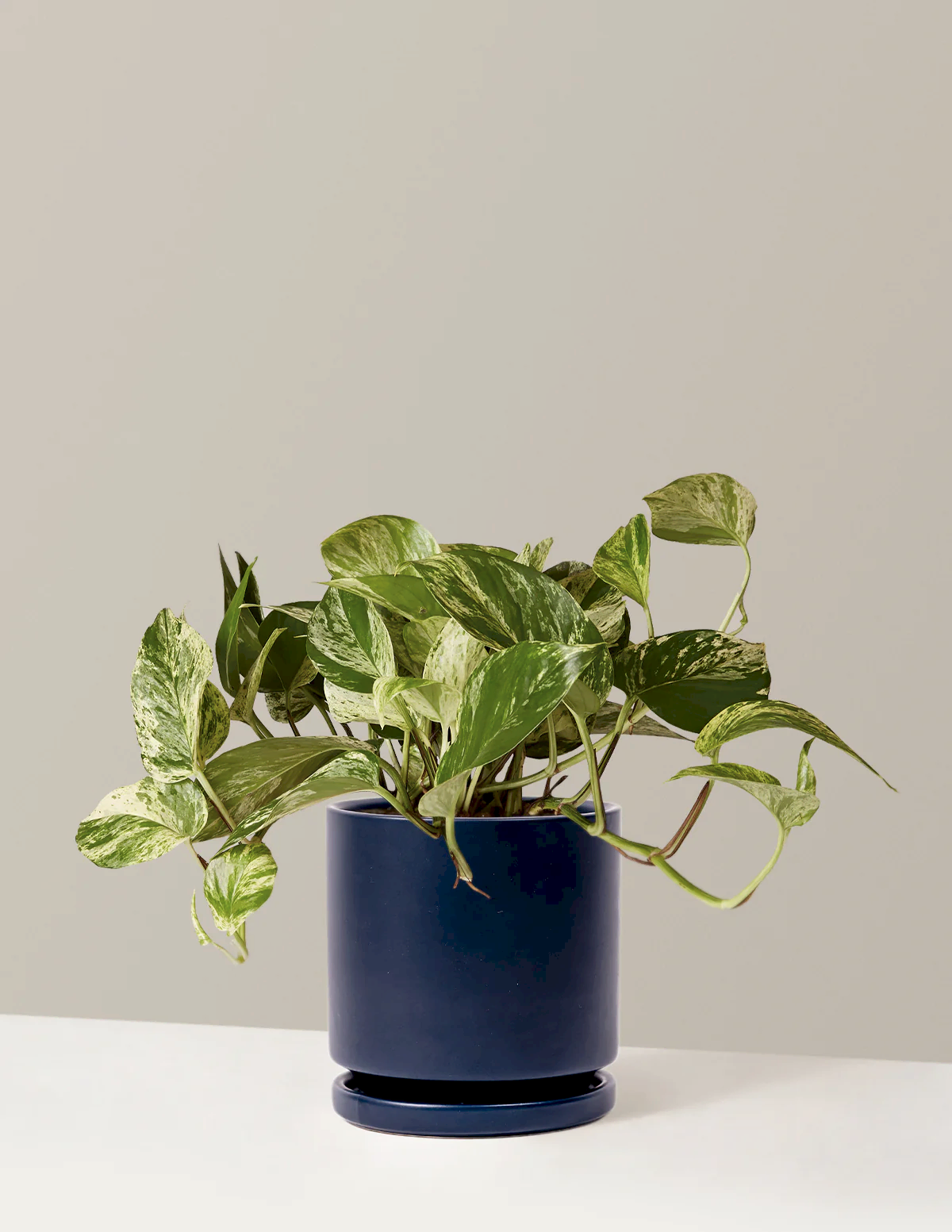 Pothos Marble Queen