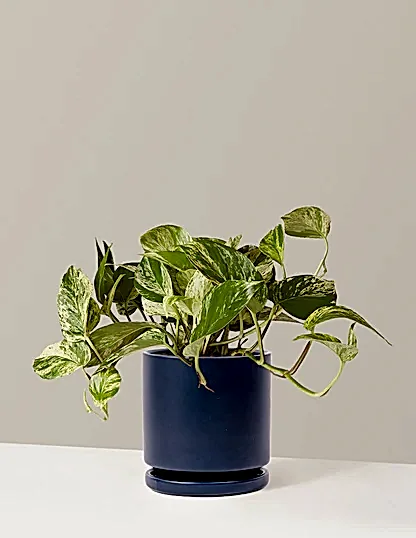 Pothos Marble Queen